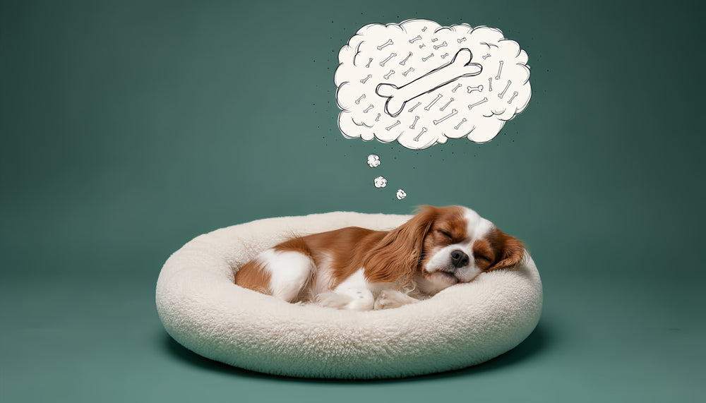 Why Do Dogs Cry in Their Sleep? When It's Dreams vs. Pain