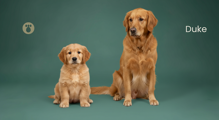 When Do Dogs Stop Growing? Growth Timeline by Breed Size