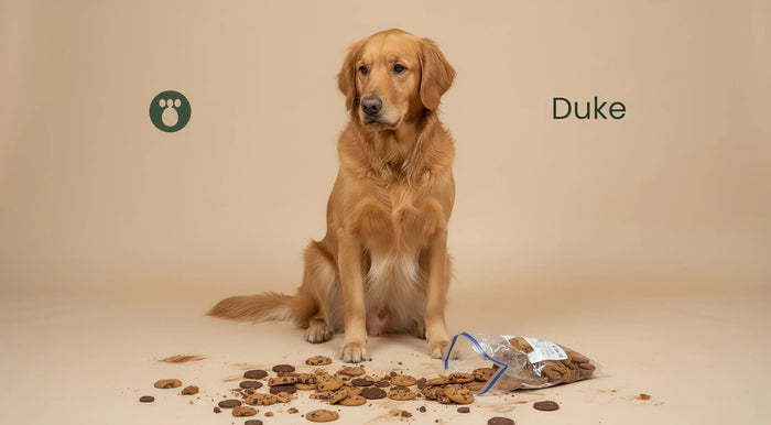 Why Can't Dogs Eat Chocolate? What to Do If Your Dog Ate Some