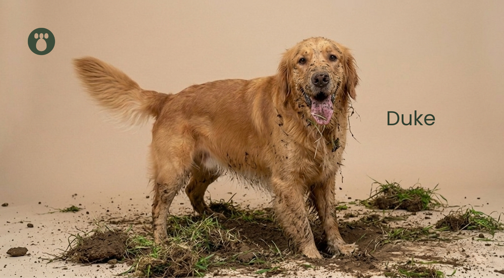 Why Do Dogs Eat Grass? The Real Reason (It's Not What You Think)