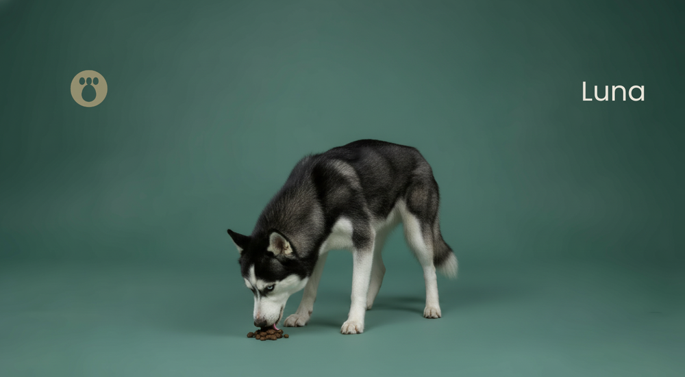 Why Do Dogs Eat Poop? The Disgusting Truth & How to Stop It Fast