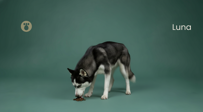 Why Do Dogs Eat Poop? The Disgusting Truth & How to Stop It Fast