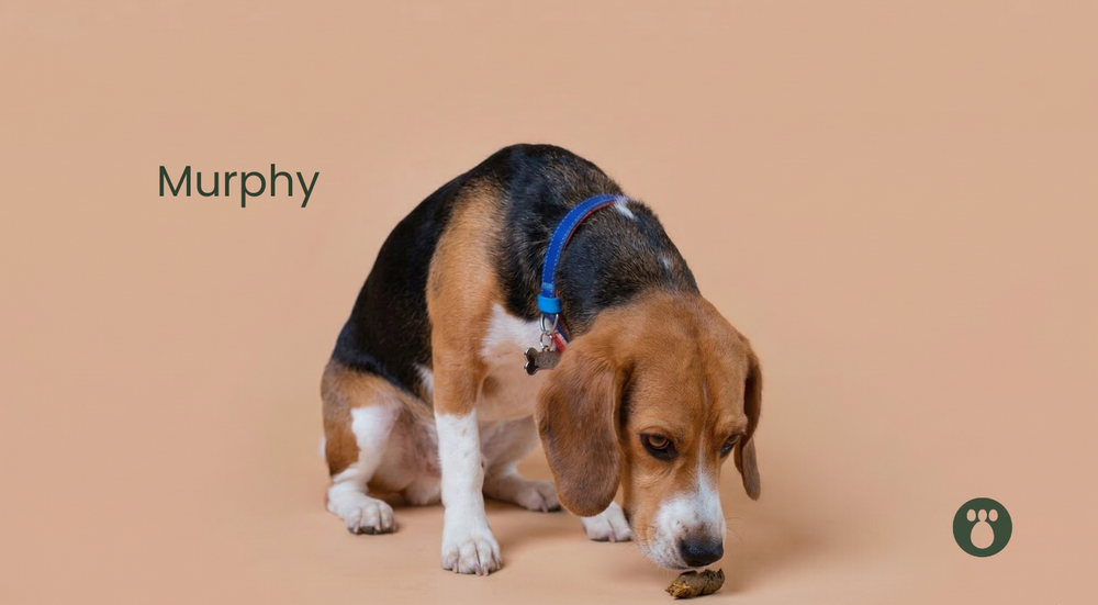 Why Do Dogs Eat Poop? What I Learned When Mine Wouldn’t Stop