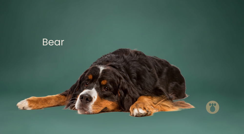 Why Do Dogs Fall Asleep So Fast? The Science of Canine Sleep