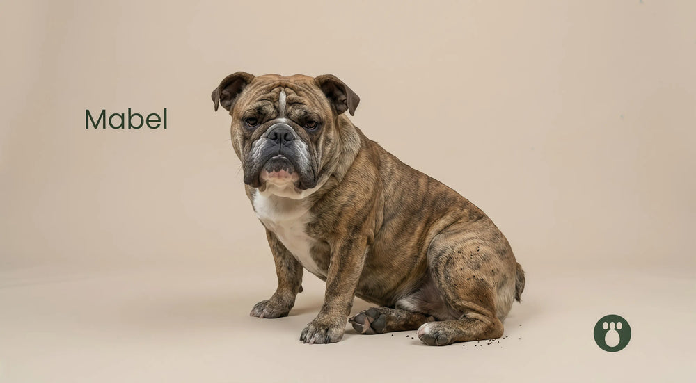 Why Do Dogs Get Fleas? 7 Sneaky Ways (Even Indoor Dogs)