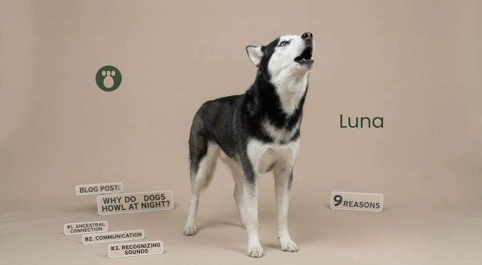 Why Do Dogs Howl at Night? 9 Reasons (It's Not What You Think)