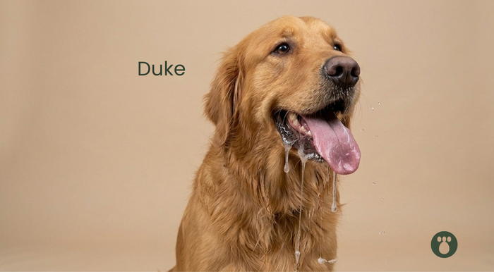Why Do Dogs Pant? When It's Normal vs. When to Worry