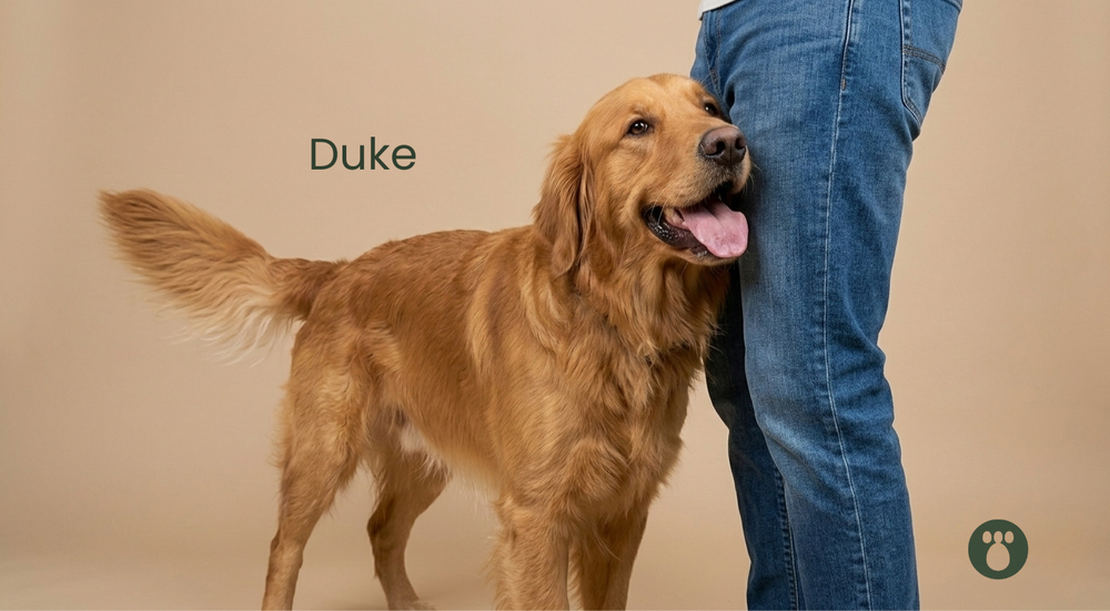 Why Do Dogs Sniff Your Crotch? The Awkward Science Explained