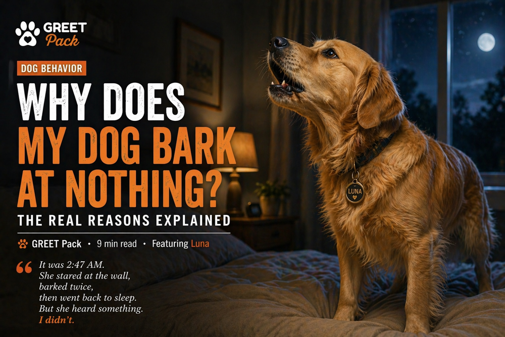 Why Does My Dog Bark At Nothing? Here's What's Actually Going On