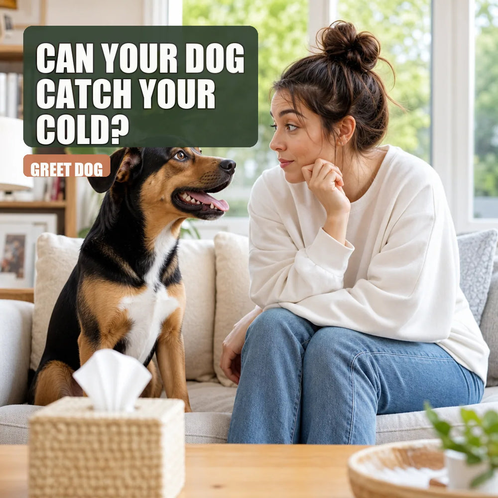 Dog sitting with owner on couch, both curious, box of tissues nearby