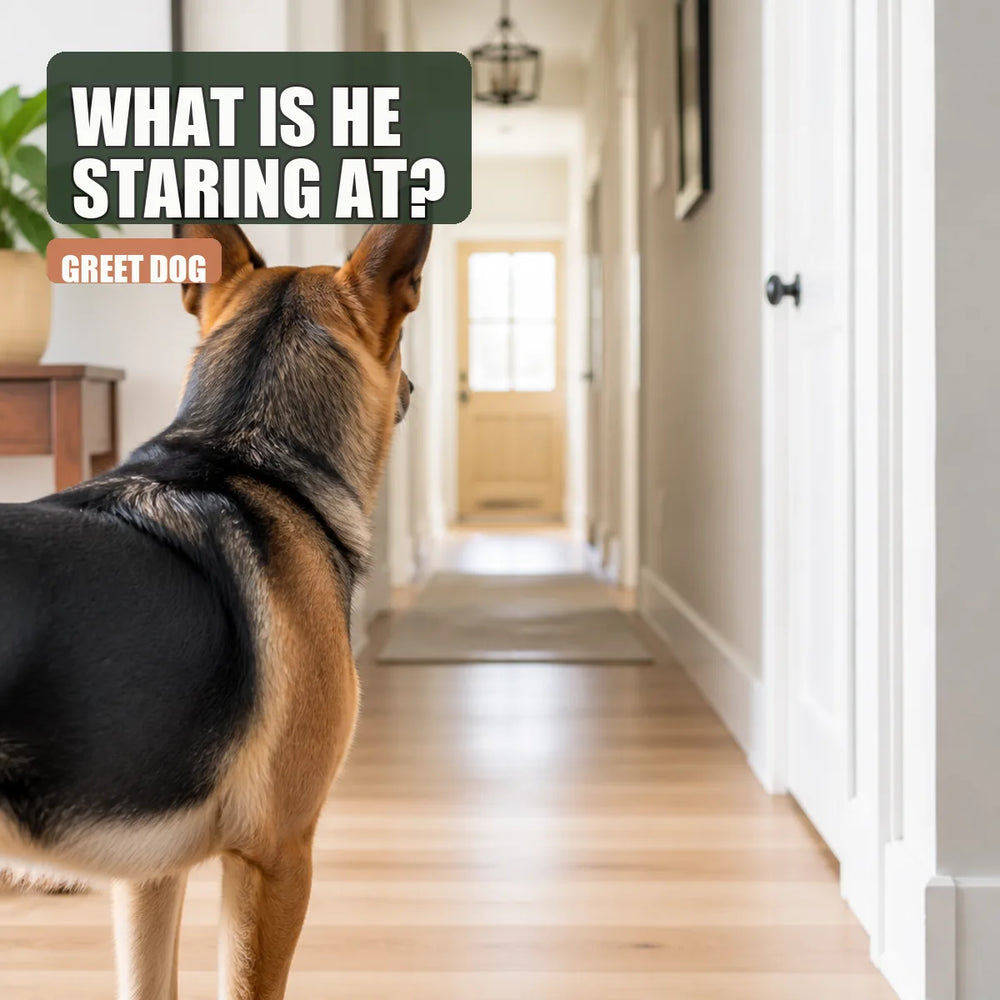 Dog staring down an empty hallway in a sunlit home