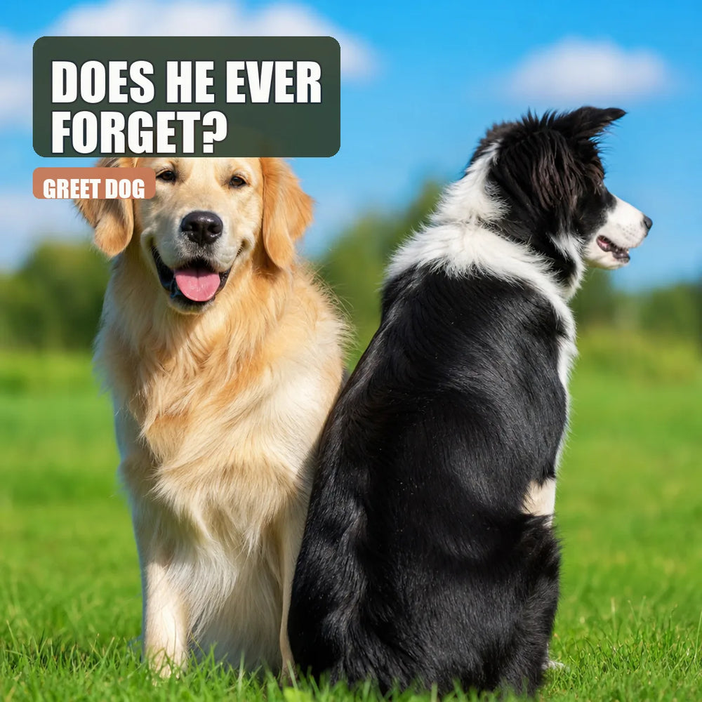 Two dogs sitting together outdoors, one looking towards the camera and the other looking away, symbolizing dog companionship and loss