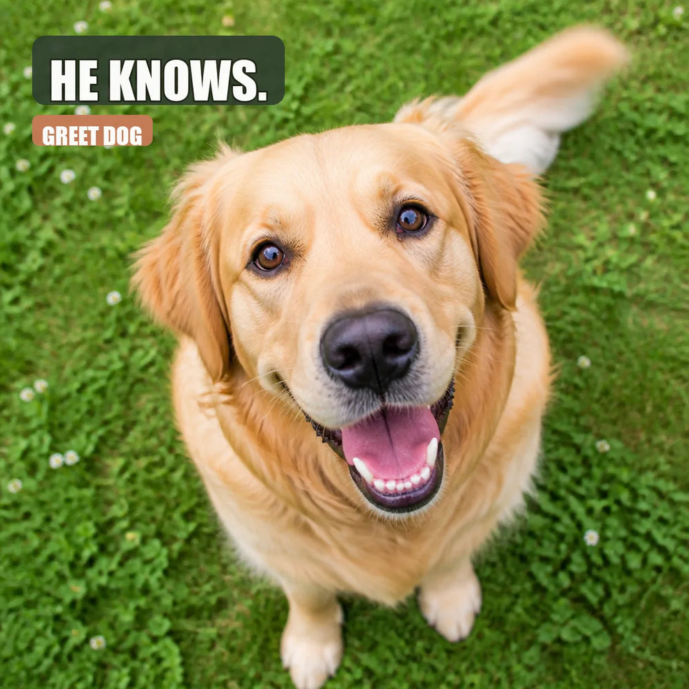 Dog gazing at human with knowing, emotional eyes on grass in daylight
