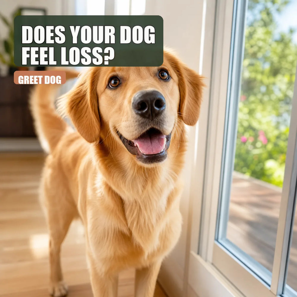 Curious dog looking out the window as if waiting for someone, in bright natural indoor light