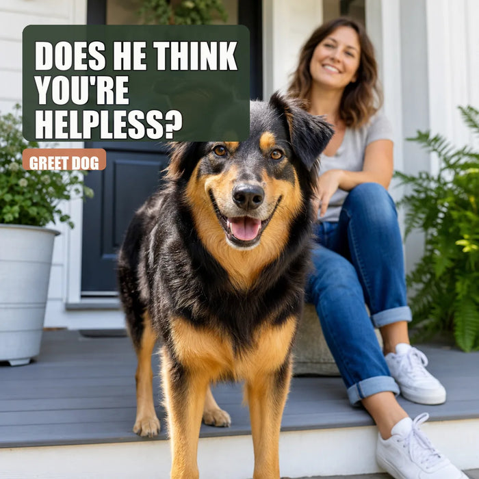 Dog watchfully guarding owner on porch in bright daylight