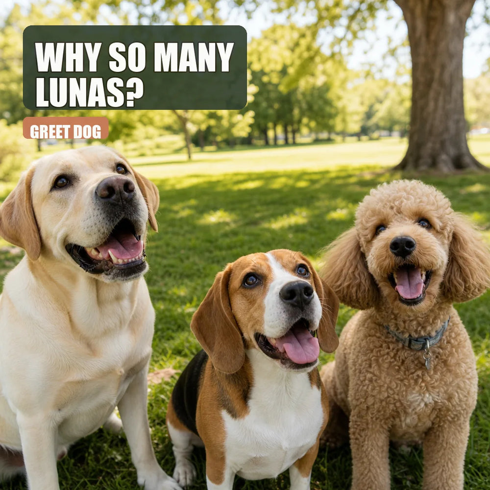 Three popular dog breeds together in a sunny park, looking up with curiosity