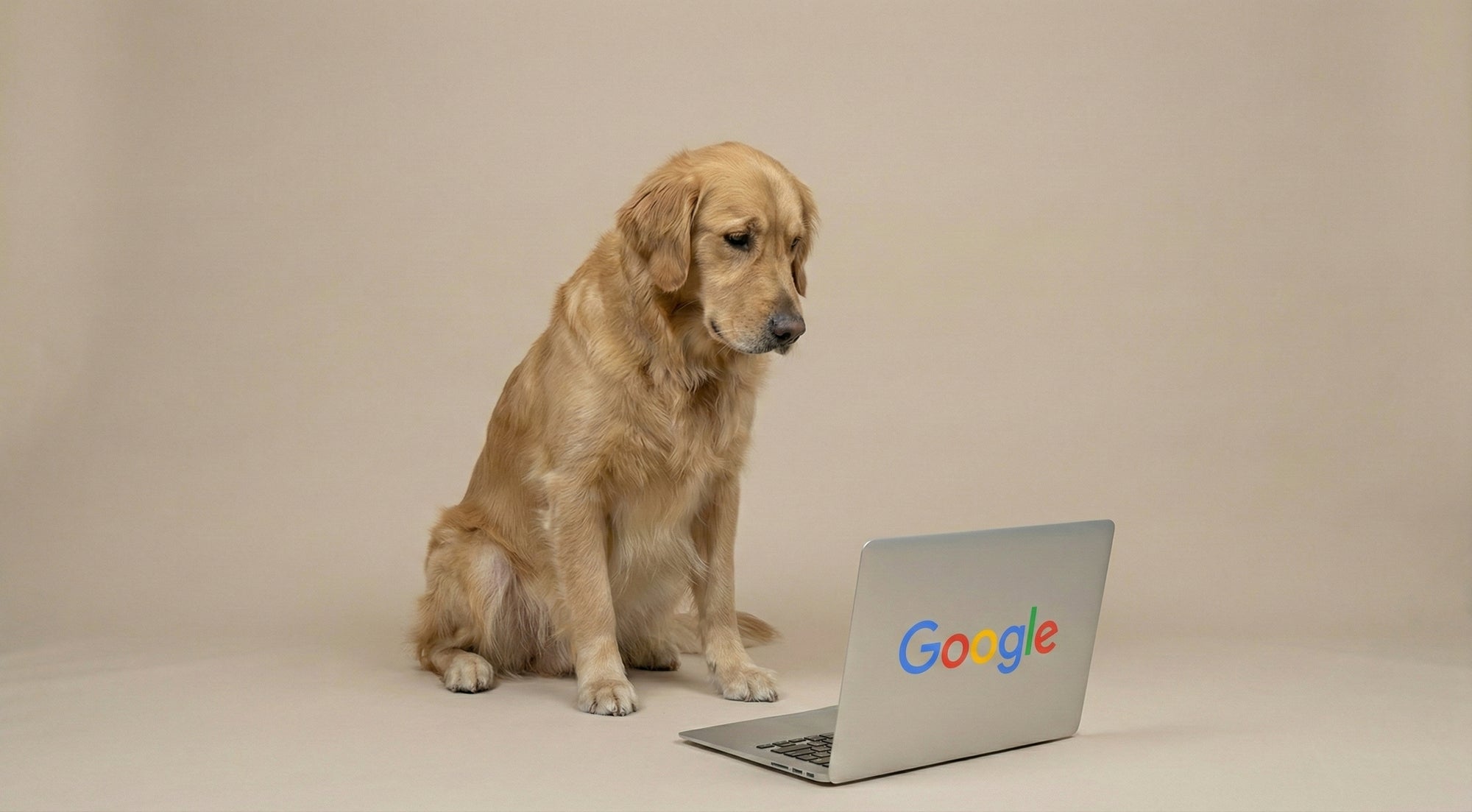 Dog sitting next to a laptop with Google logo on a beige background