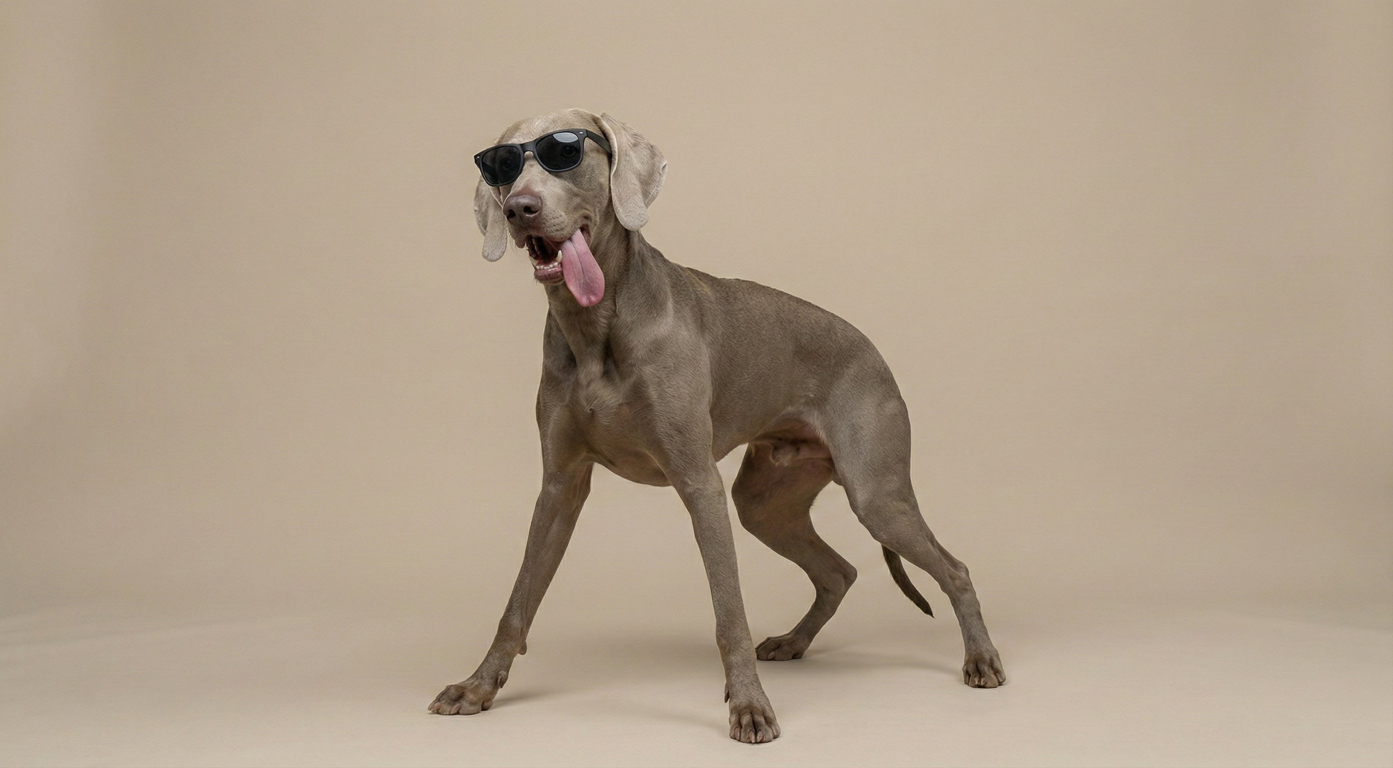 Dog wearing sunglasses on a beige background