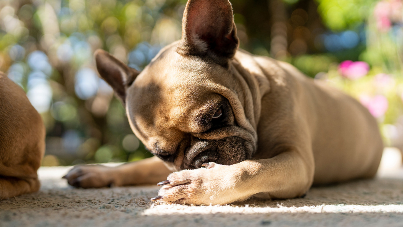 Brown dog lying on a stone surface with a blurred natural background