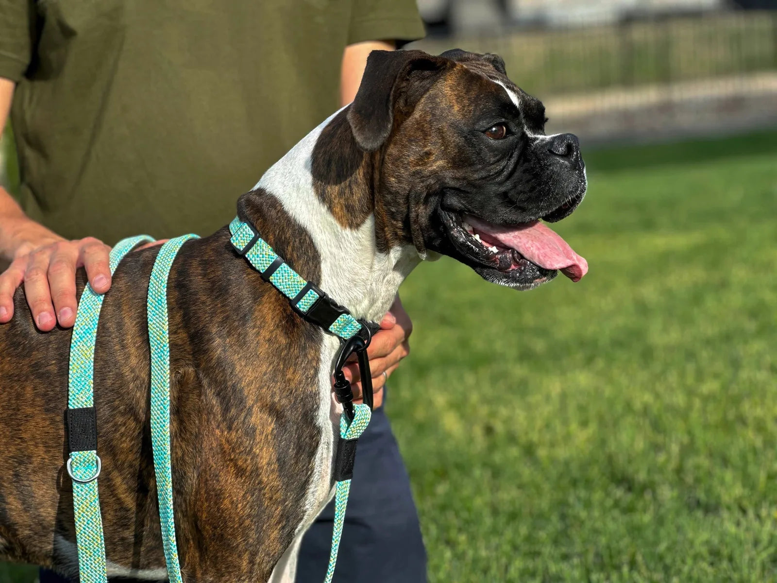 Brindle dog wearing a turquoise Adventure Style collar and leash set in a grassy outdoor setting.
