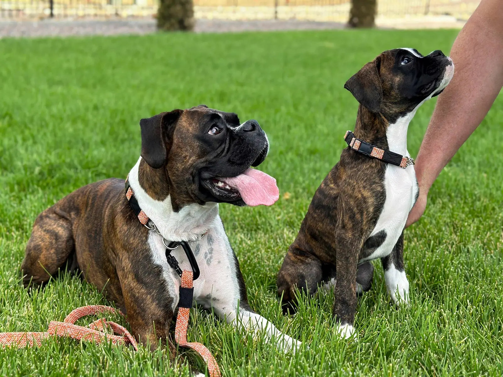Brindle dogs wearing Adventure Style Flat Weave Martingale collars sit on green grass, showcasing their active outdoor lif...