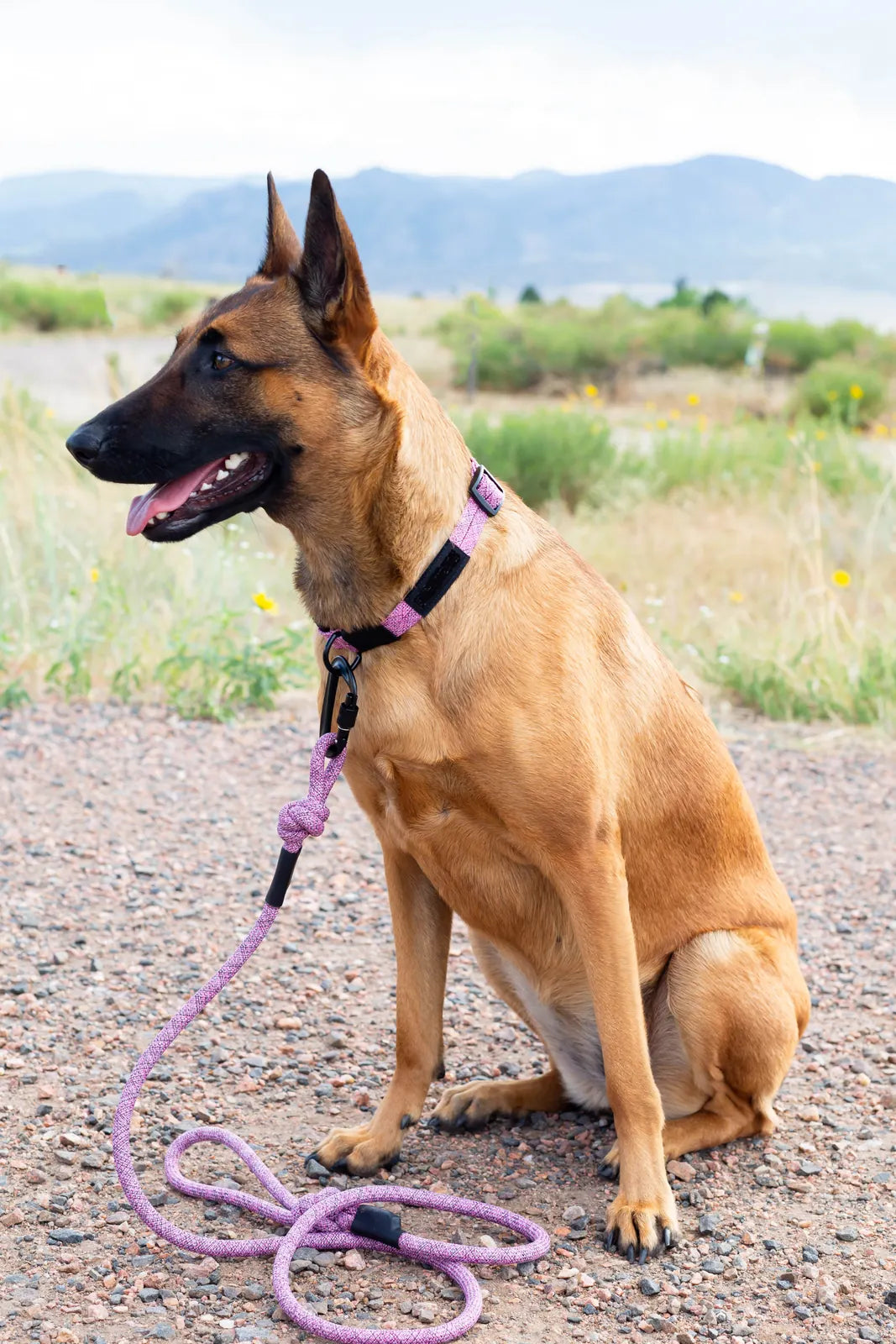 Mountain Blush climbing rope dog collar displayed on a sitting dog against a natural outdoor backdrop.