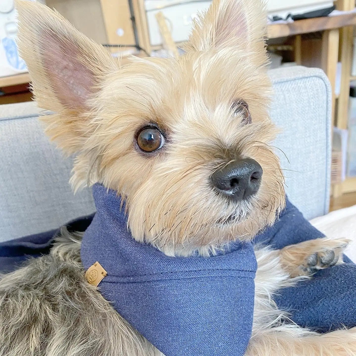 A small dog wearing a navy blue reversible bandana, featuring soft cotton material, looking up curiously.