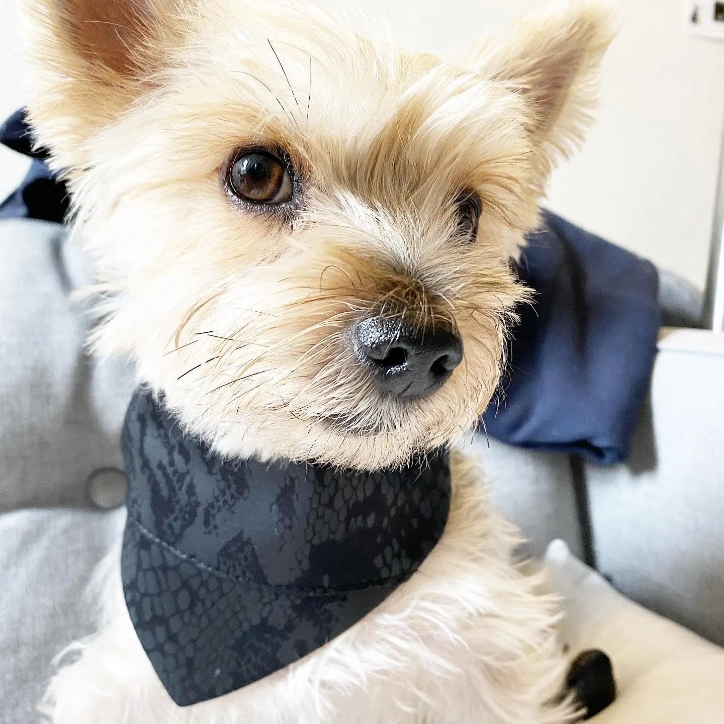 Reversible black snake-print bandana on a small dog, showcased against a cozy couch backdrop.