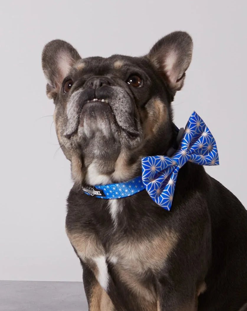 Stylish blue Asanoha dog collar with a matching bowtie, featuring geometric patterns, perfect for walks and special occasi...