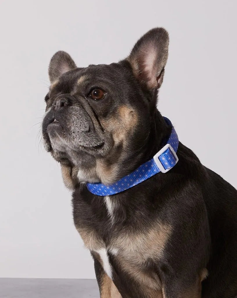 French Bulldog wearing a blue patterned collar with a white buckle, showcasing style and comfort for daily walks.