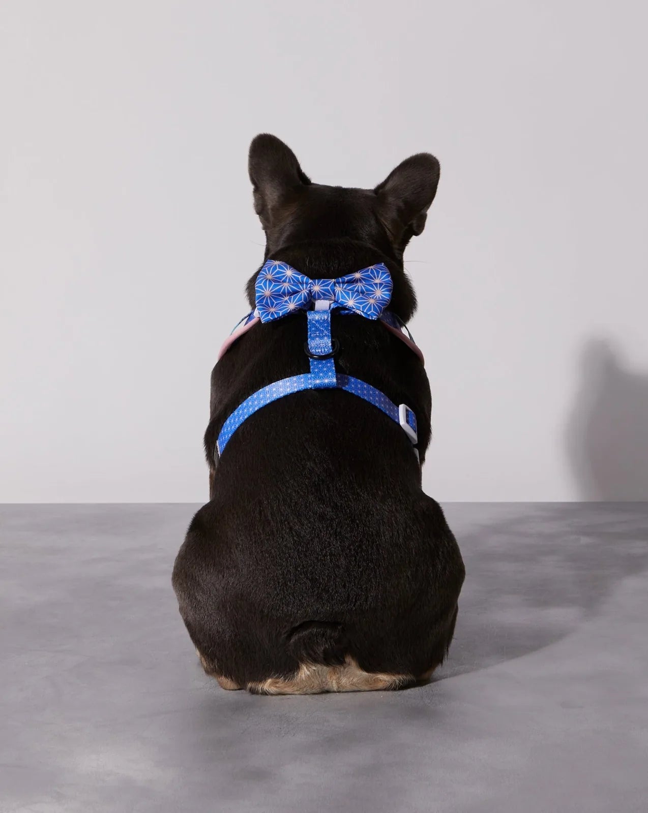 Black dog wearing a blue Asanoha collar and matching bowtie, viewed from behind against a light gray background.