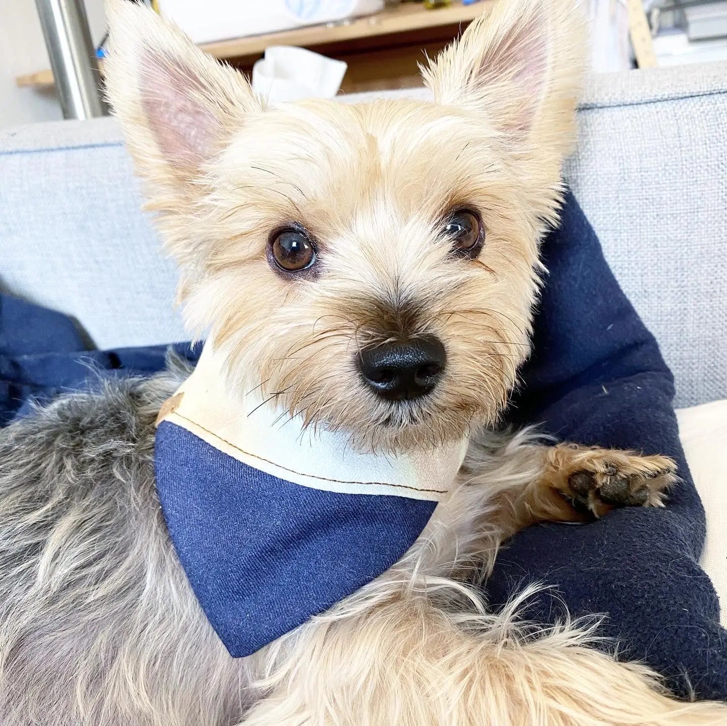 Reversible Aspen pet bandana in navy and cream, made from soft cotton, worn by a small dog sitting comfortably.