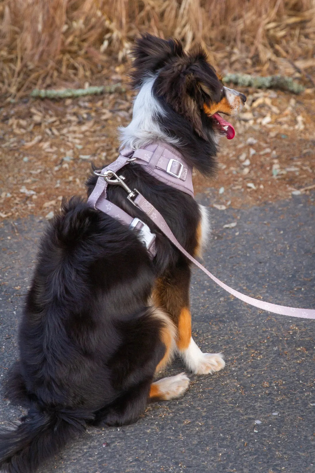 Black and brown dog wearing a light pink harness, sitting on a path with a matching leash attached.