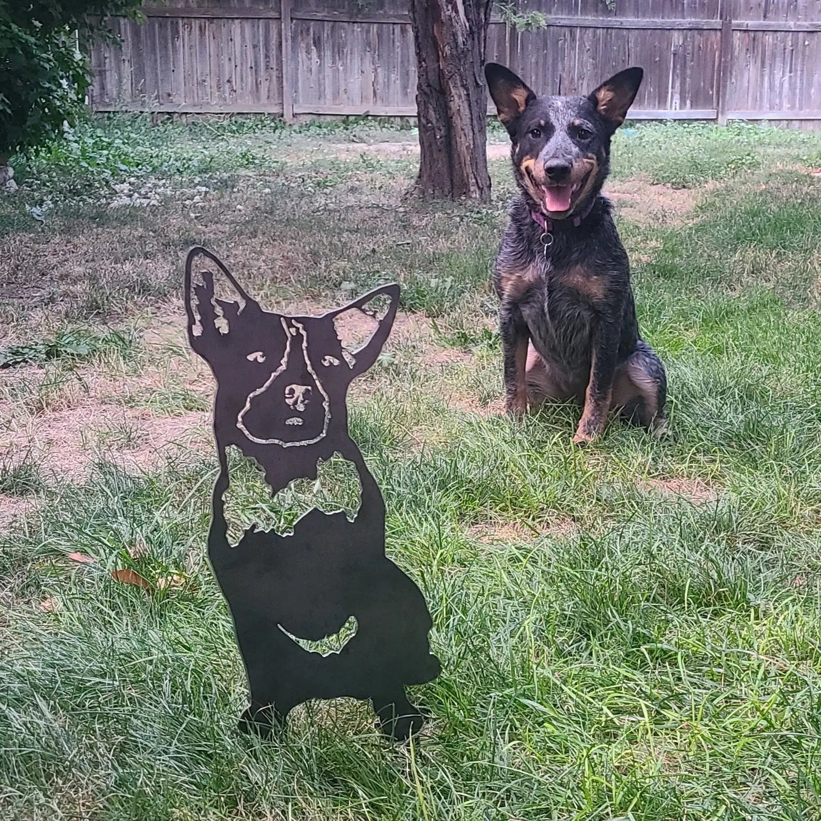 Black metal silhouette of an Australian Cattle Dog in grass, with a real dog sitting behind it, showcasing outdoor decor.