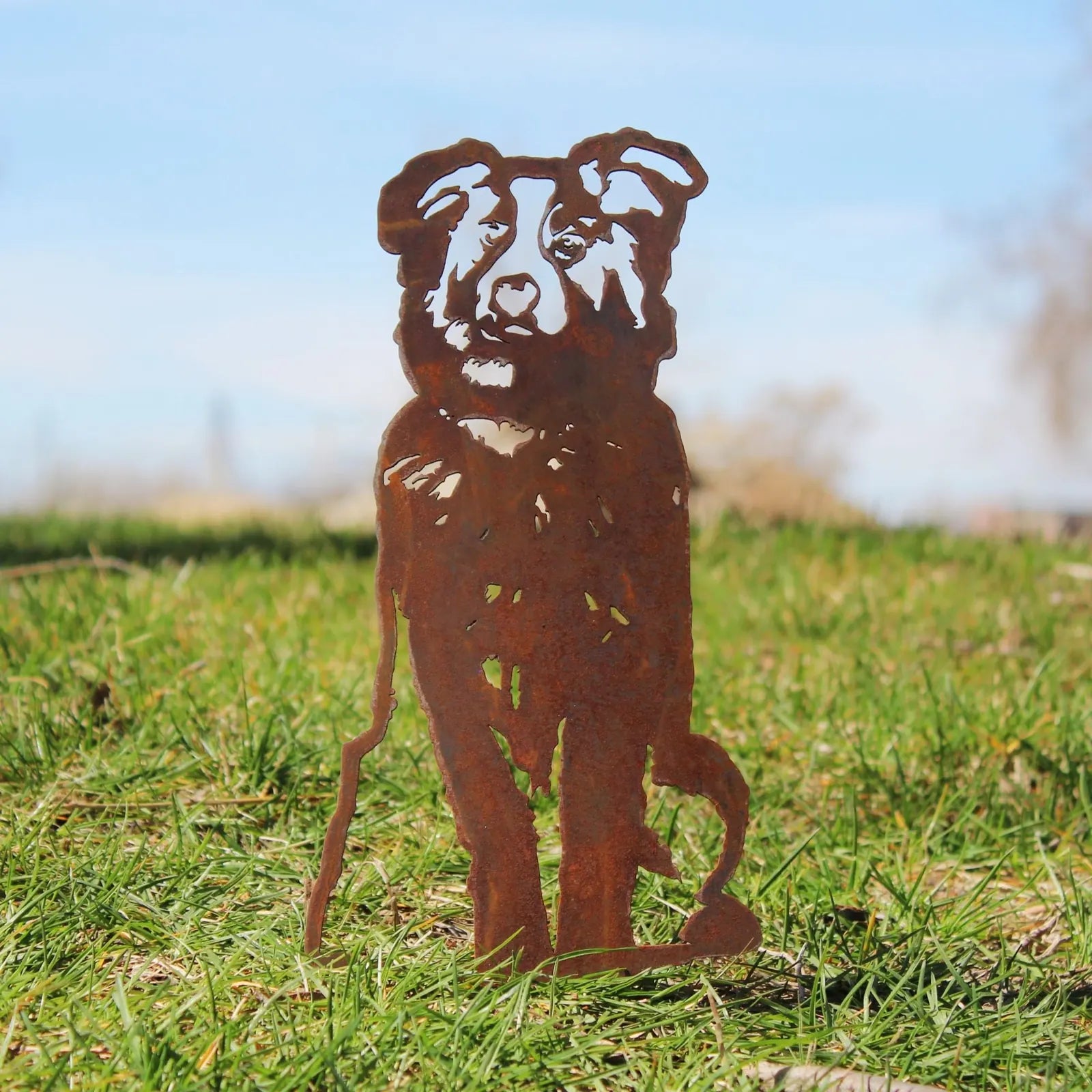 Rusty metal silhouette of an Australian Shepherd standing on green grass, showcasing its detailed design and weathered fin...