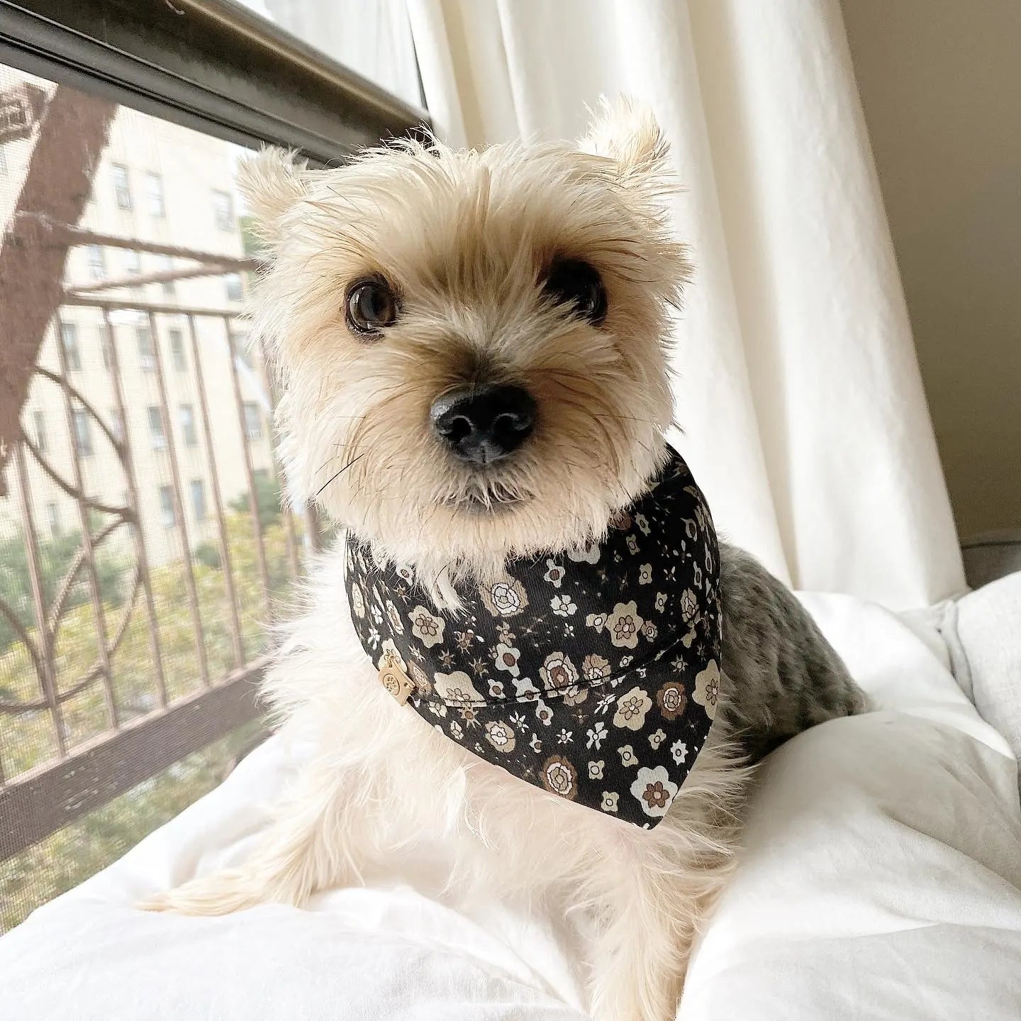 Black floral-patterned reversible bandana on a light-colored dog, lounging on a white blanket near a window.