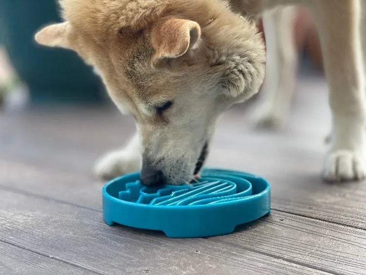 Shallow blue slow feeder dog bowl with raised ridges, designed to promote healthy eating for dogs.