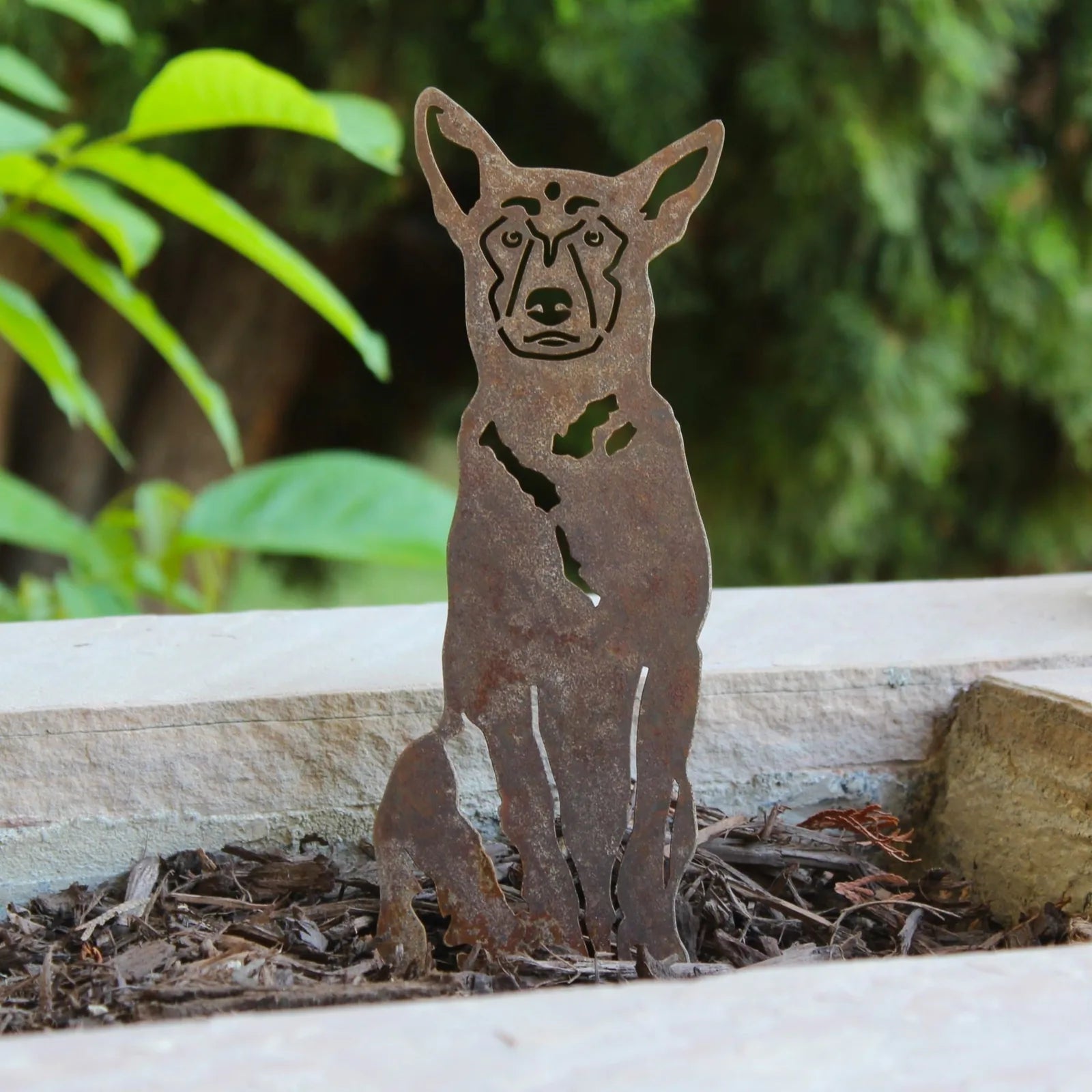 Belgian Malinois metal silhouette in weathered corten steel, elegantly displayed among mulch with lush green foliage backg...