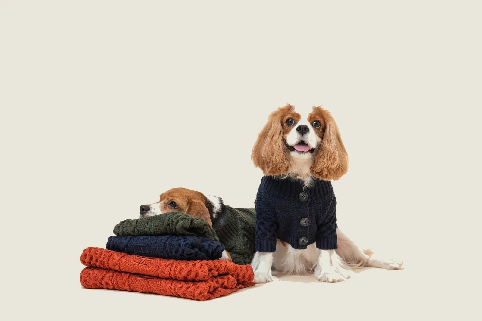Cavalier King Charles Spaniel wearing a dark green cardigan sweater, sitting next to stacked sweaters in various colors.