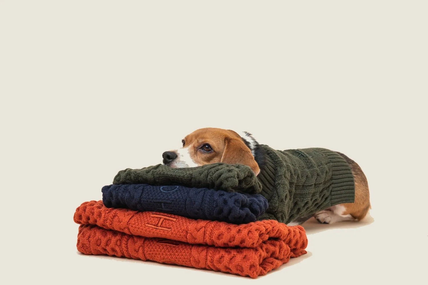 Beagle resting its head on a stack of sweaters in dark green, navy, and orange, wearing a dark green knit cardigan.