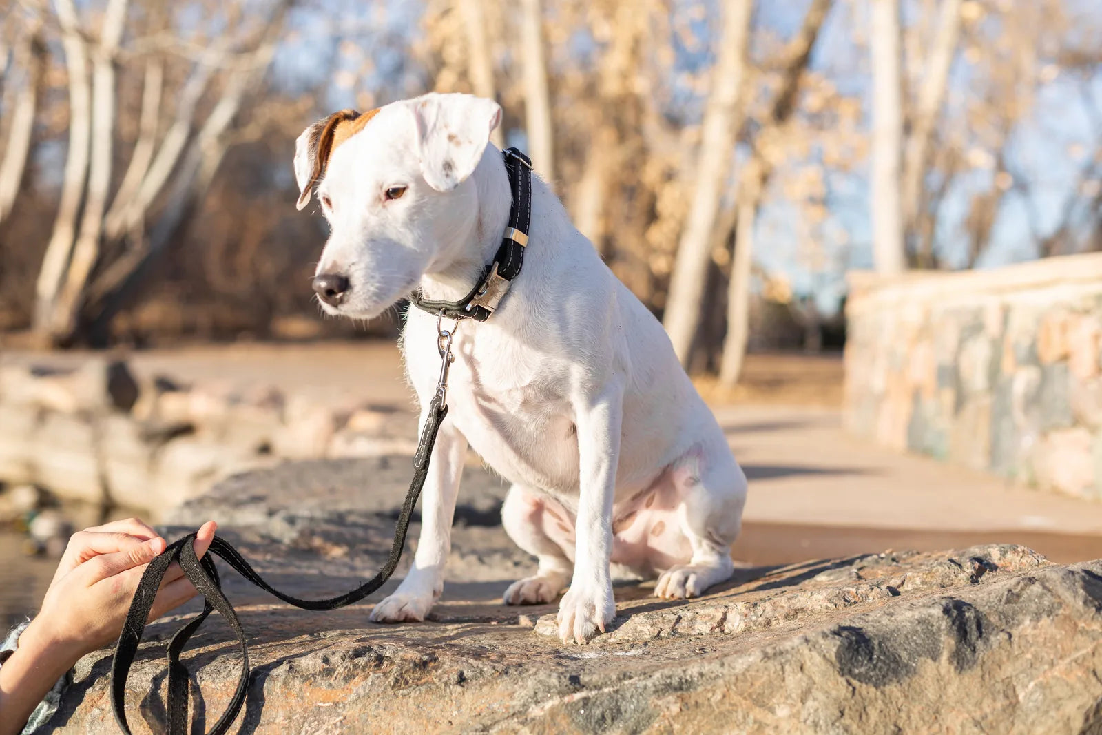 White dog in a black leather collar sits on a rock, with a leash held by a person's hand in a nature setting.