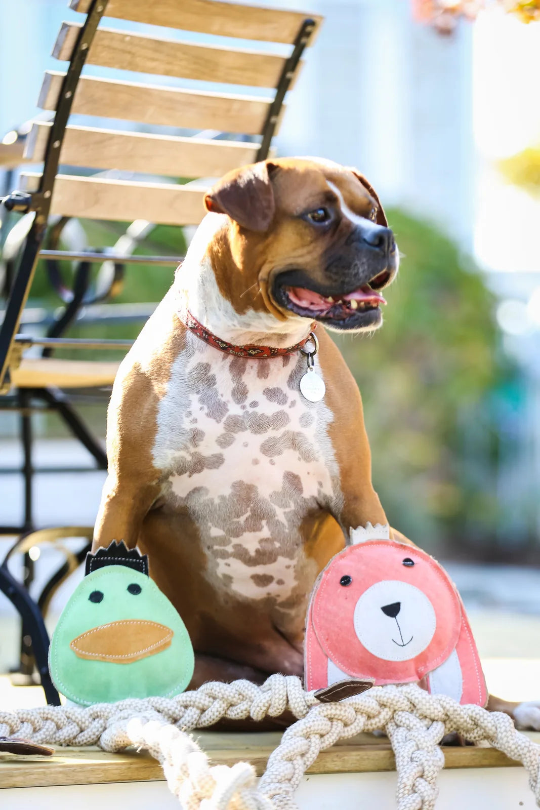 Large dog sits beside colorful plush toys and natural rope, showcasing playful design and eco-friendly materials.