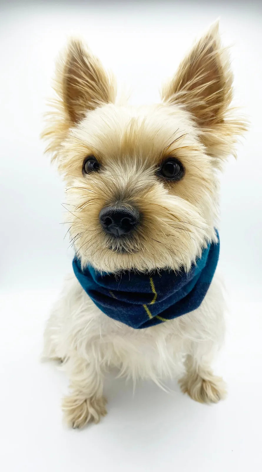 Small dog wearing a reversible blue plaid snood by BESPOKE PAWS, showcasing its stylish design and soft cotton material.