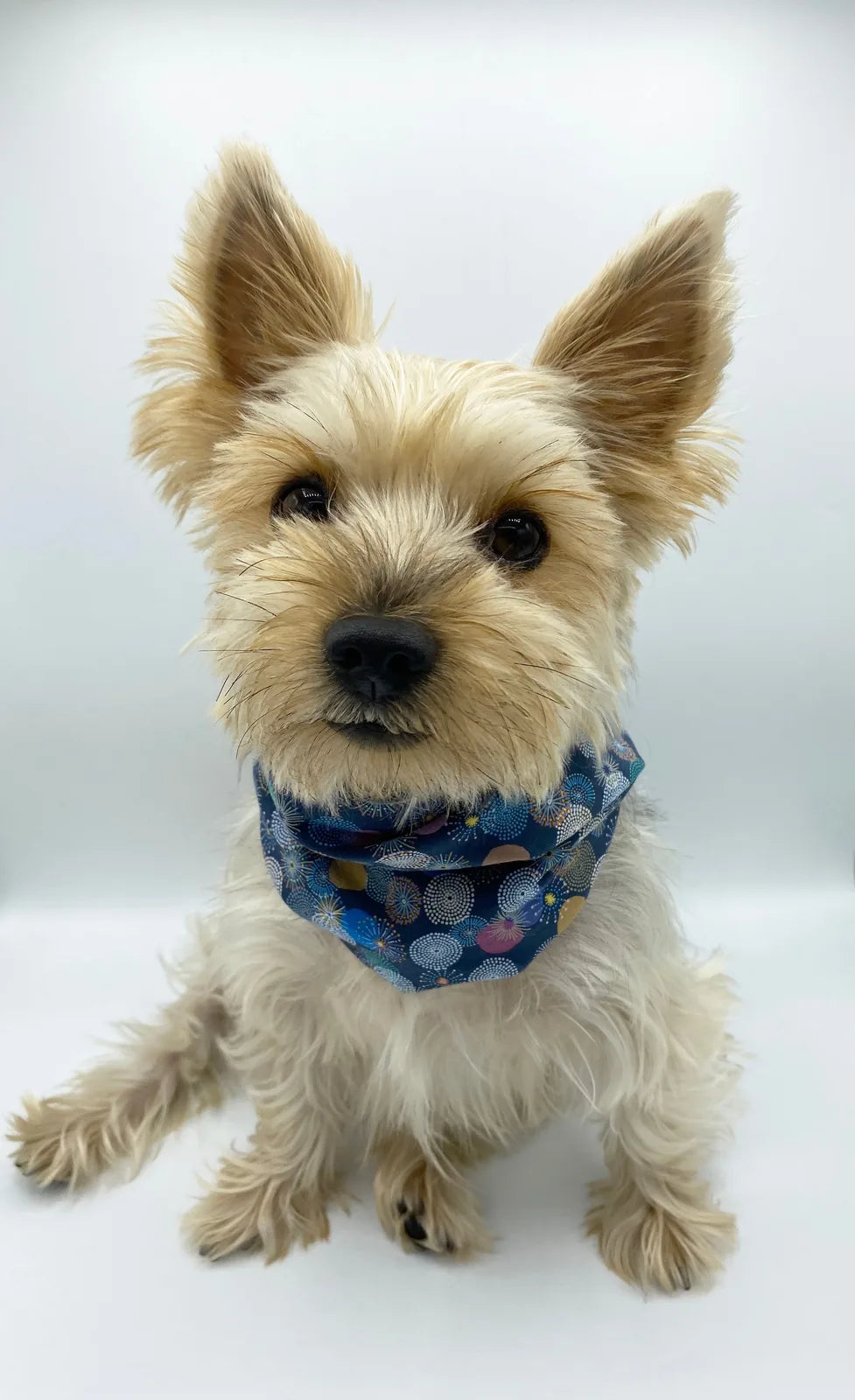 Reversible 'Blair' snood in a navy print with colorful patterns, worn by a small fluffy dog.