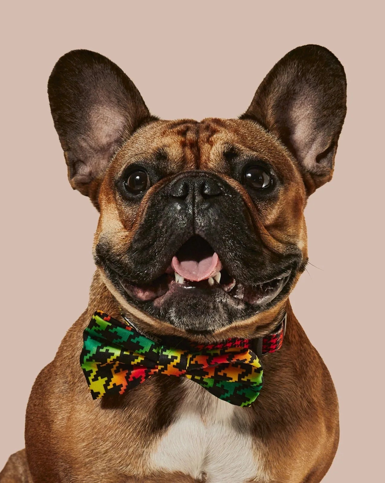 French Bulldog wearing a multicolored patterned bowtie with a joyful expression against a soft pink background.