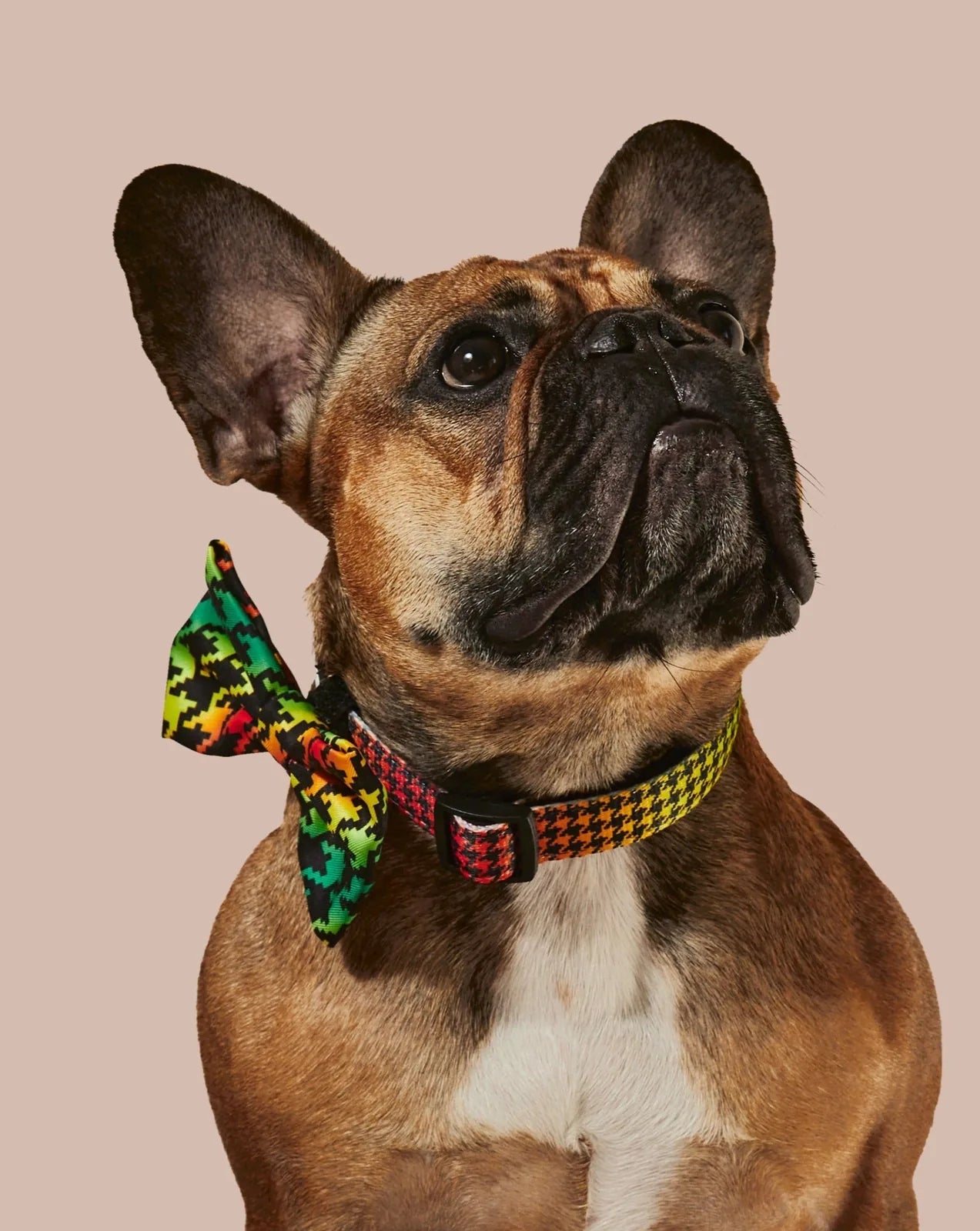 French Bulldog wearing a colorful Bless Up collar and matching bowtie against a soft pink background.