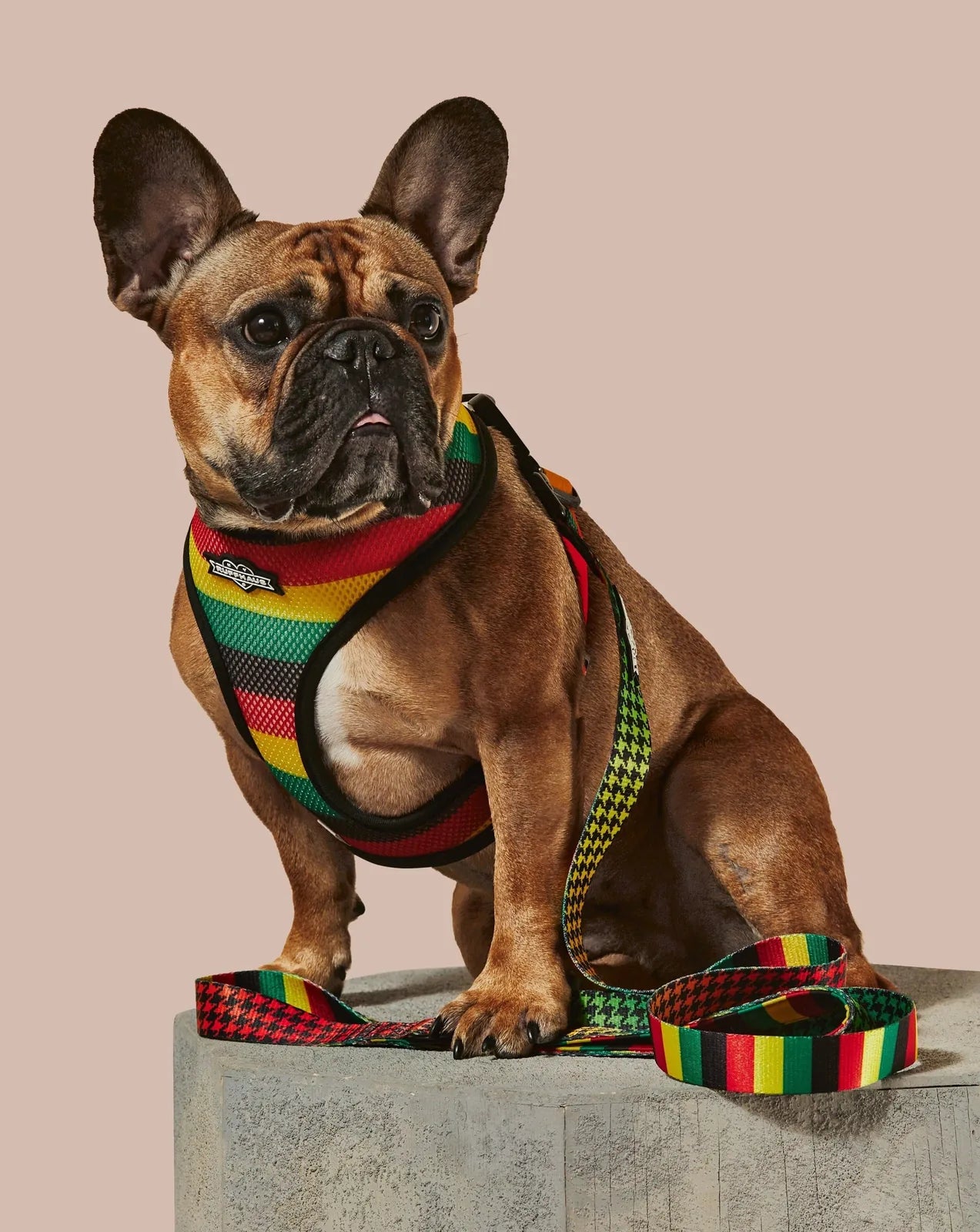 French Bulldog in a vibrant rasta-patterned harness poses on a stone surface, showcasing the colorful Bless Up Dog Leash.