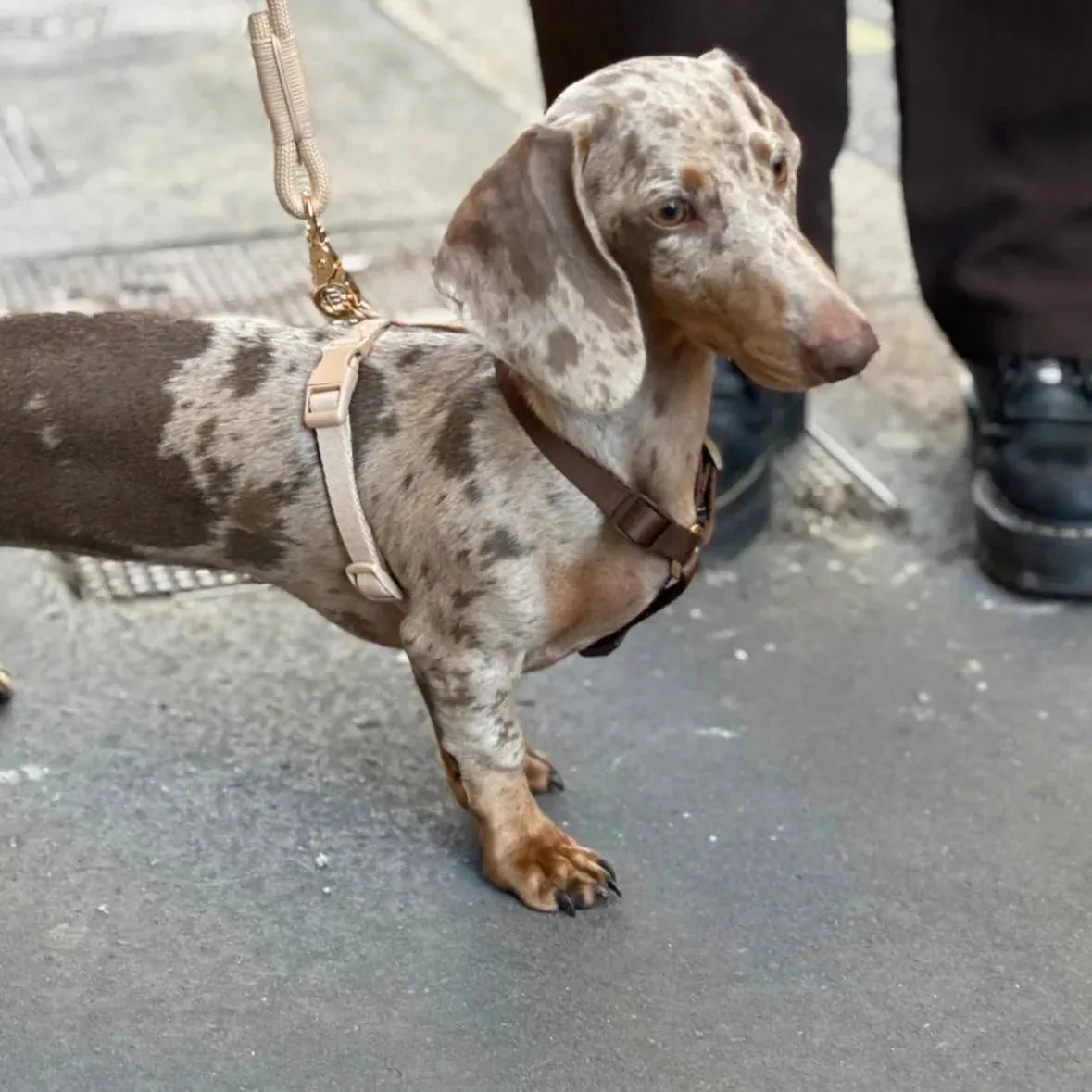 Dachshund wearing a lightweight strap harness with gold hardware, showcasing a spotted coat in shades of brown and gray.