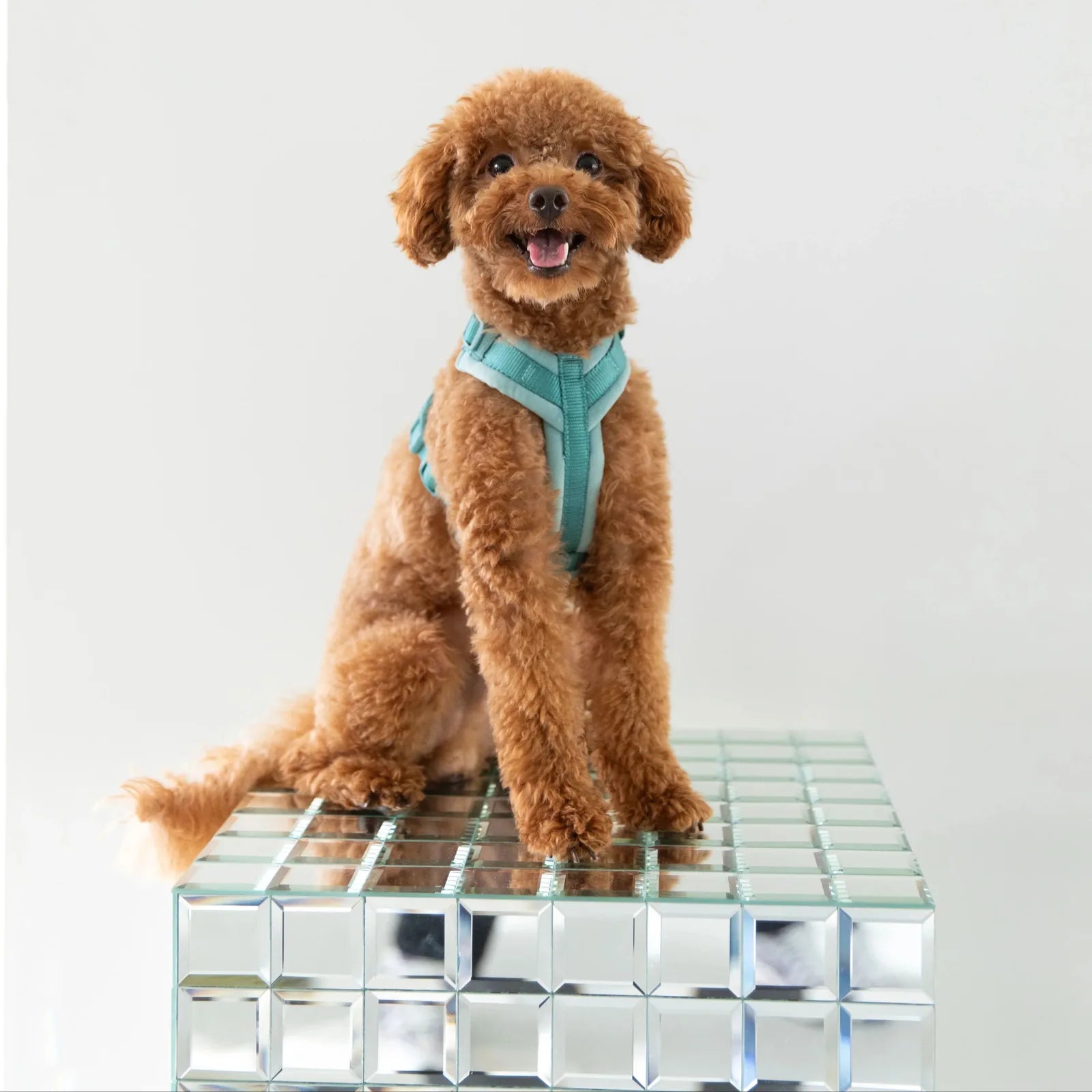 Soft blue velvet dog harness on a fluffy brown dog sitting on a mirrored surface, showcasing style and comfort.