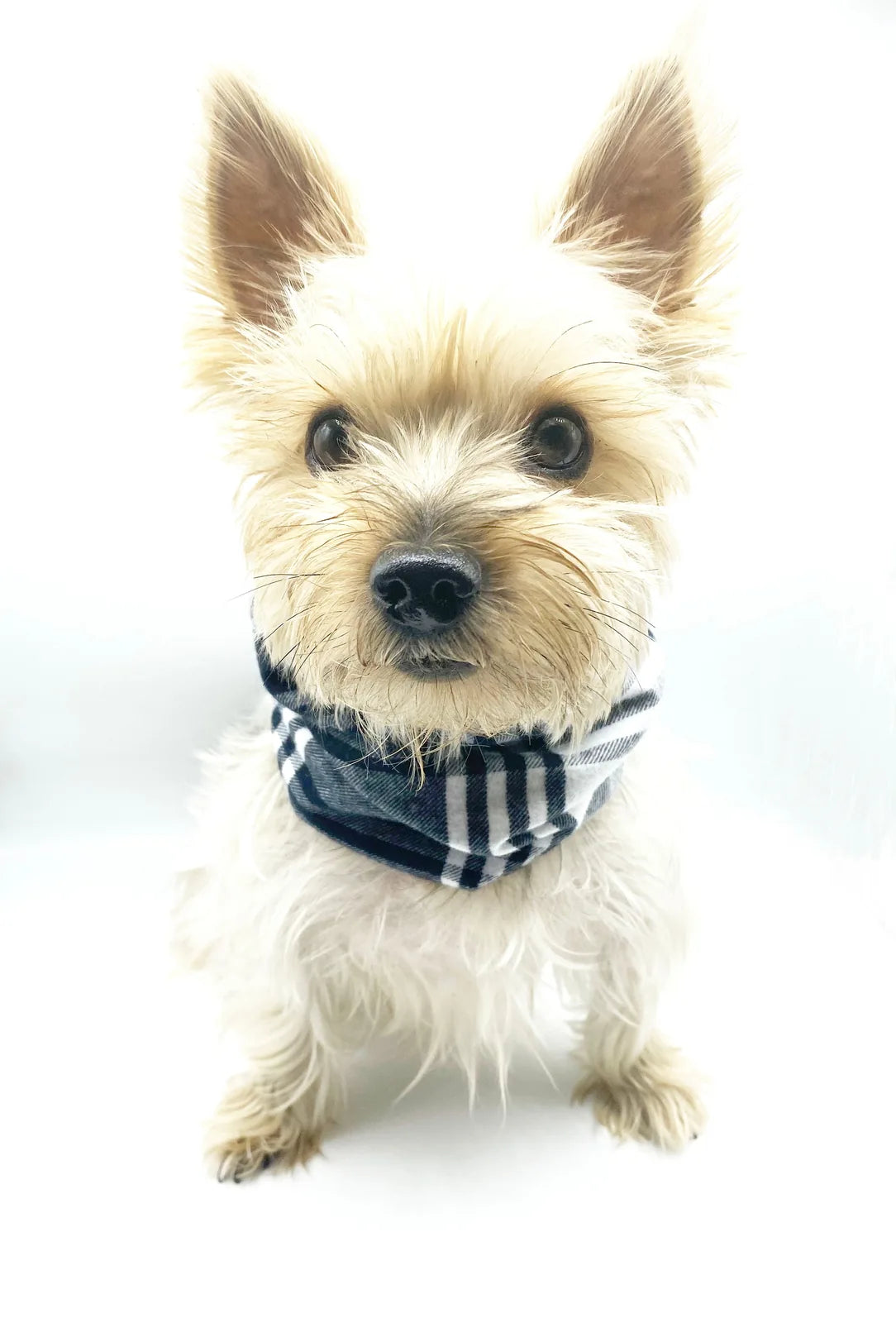 Cozy white dog wearing a black and white striped reversible snood, showcasing a warm and stylish accessory.